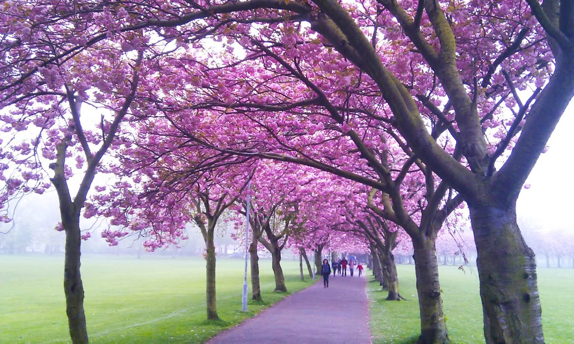 meadows copy