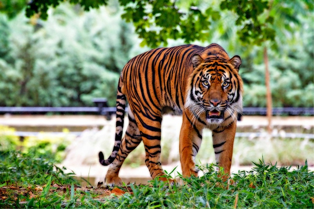 sumatran-tiger-518771_1280